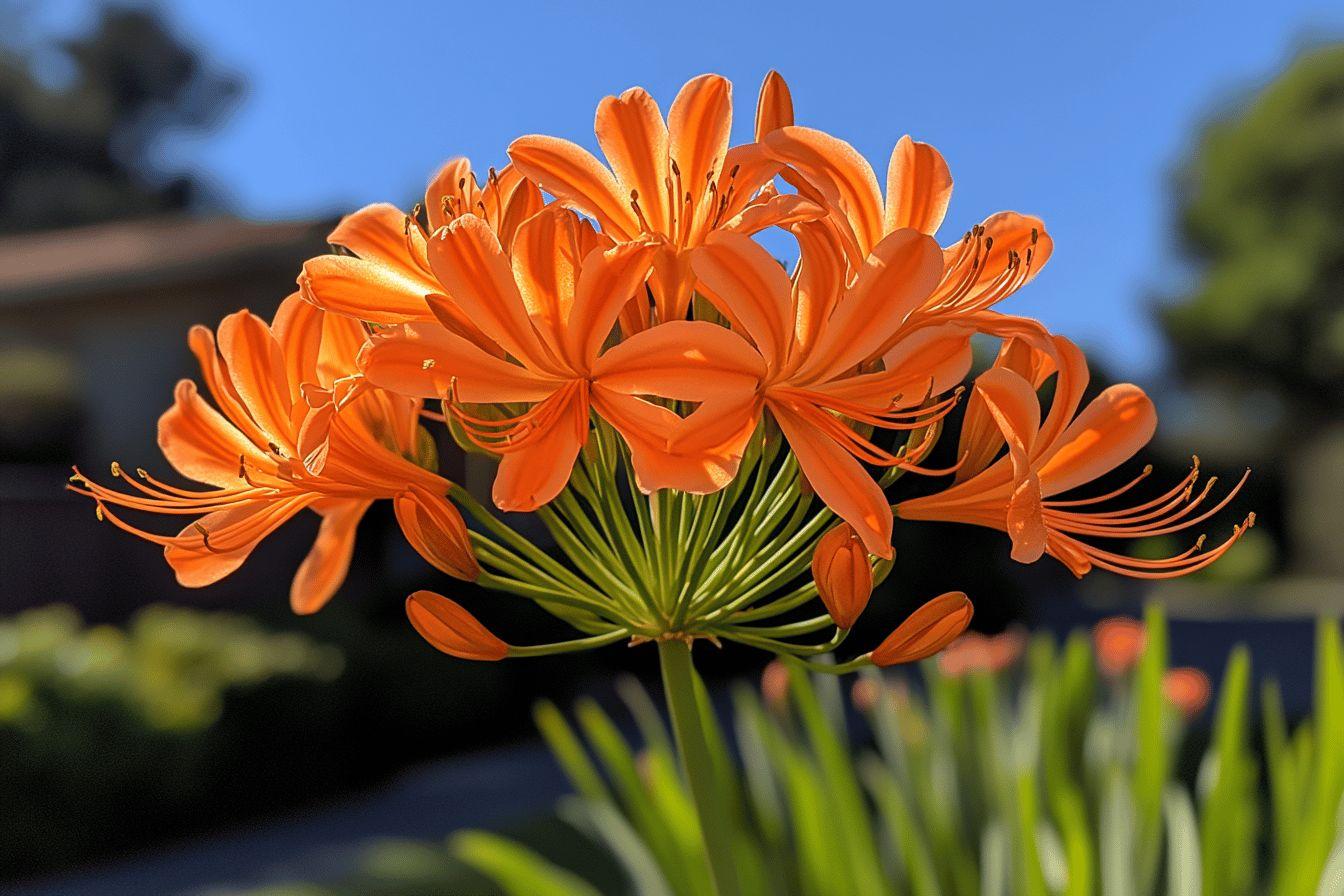 Agapanthe orange : guide complet de plantation, culture et entretien