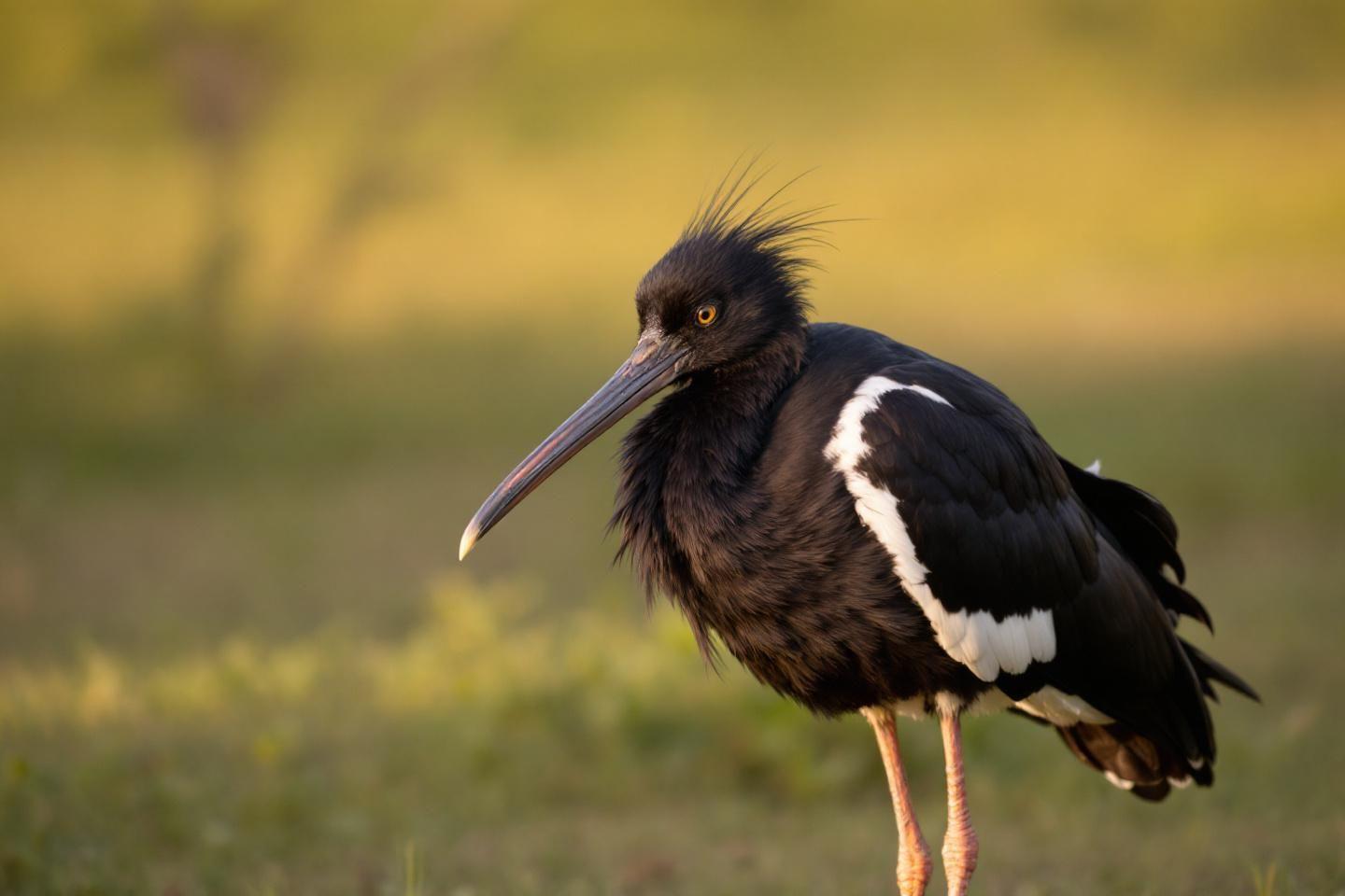 Alcaraván : traduction et définition de cet oiseau en français