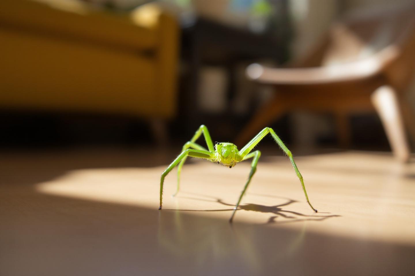 Araignée verte dans ma maison : identification et conseils pour ces arachnides