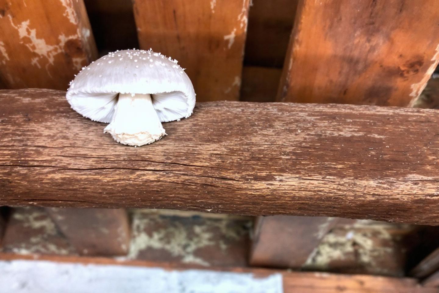 Champignon blanc sur poutre en bois : identifier et agir vite pour préserver votre charpente