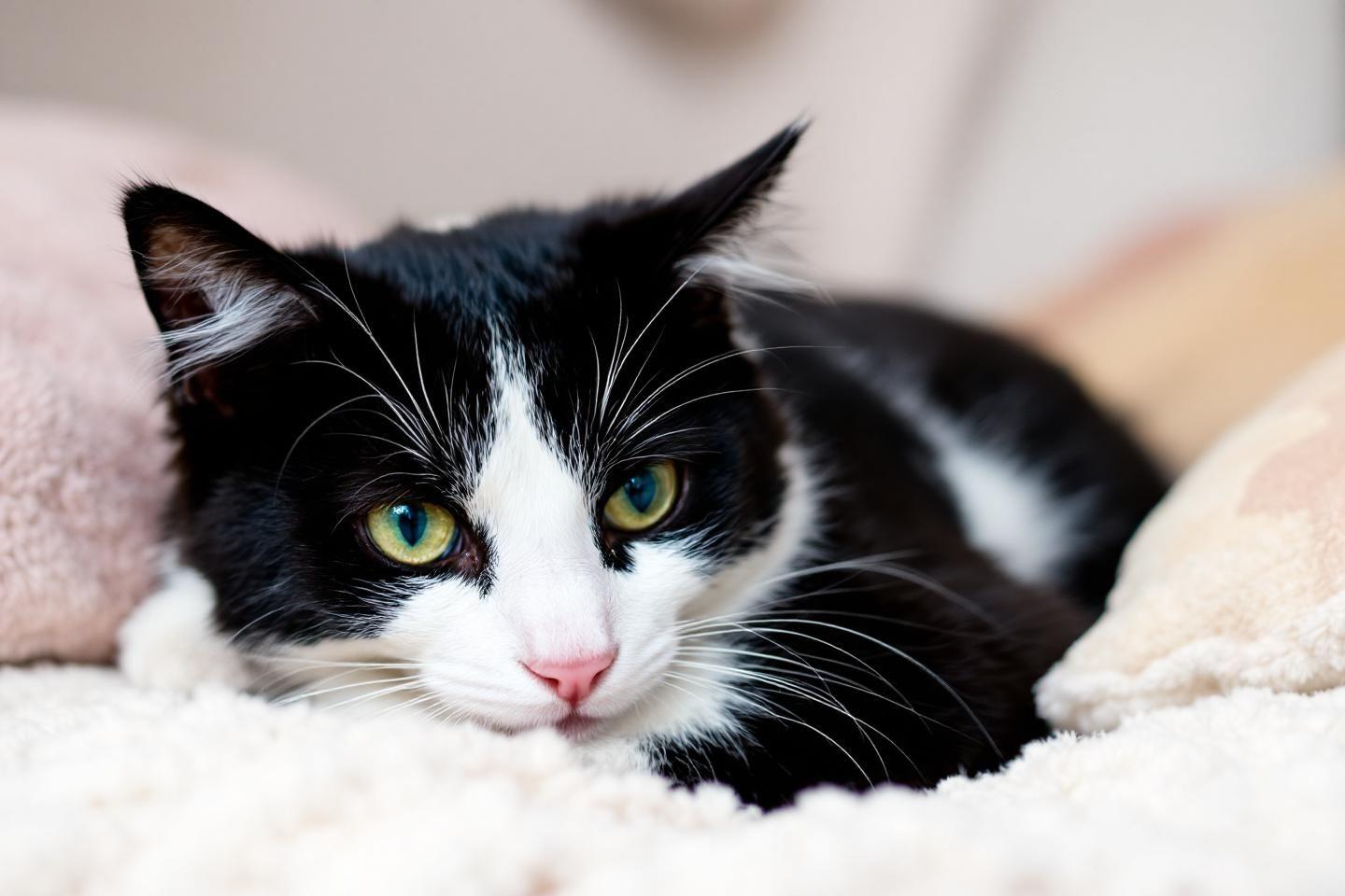 Chat noir et blanc : quelles races et caractère pour cette élégance originale ?