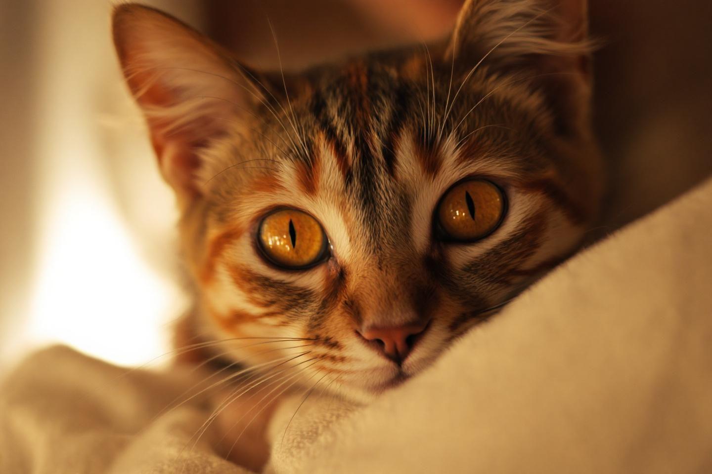 Chat aux yeux orange : caractéristiques, races et tout ce qu'il faut savoir