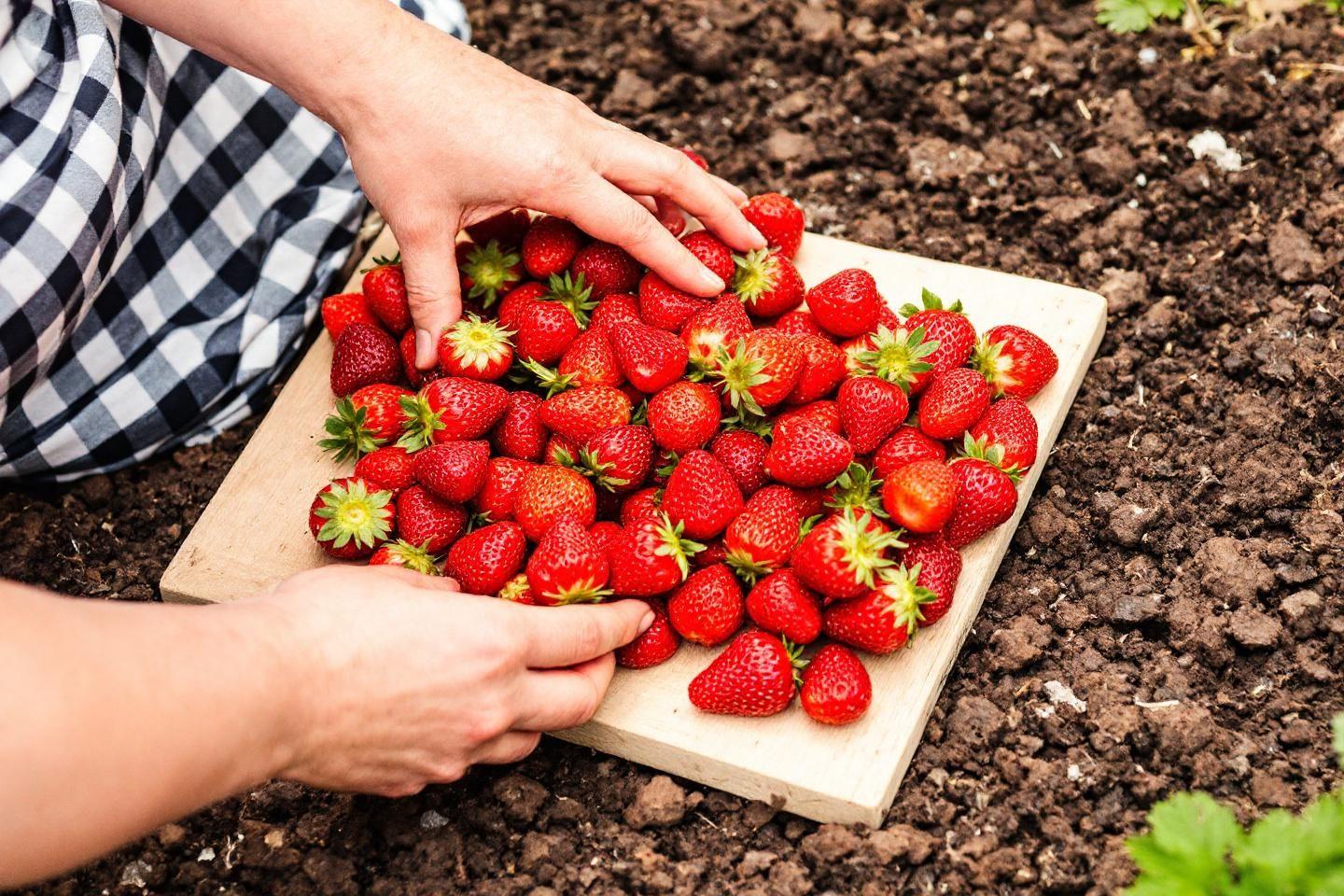 Plateau de fraises rouges m&ucirc;res sur sol de terre