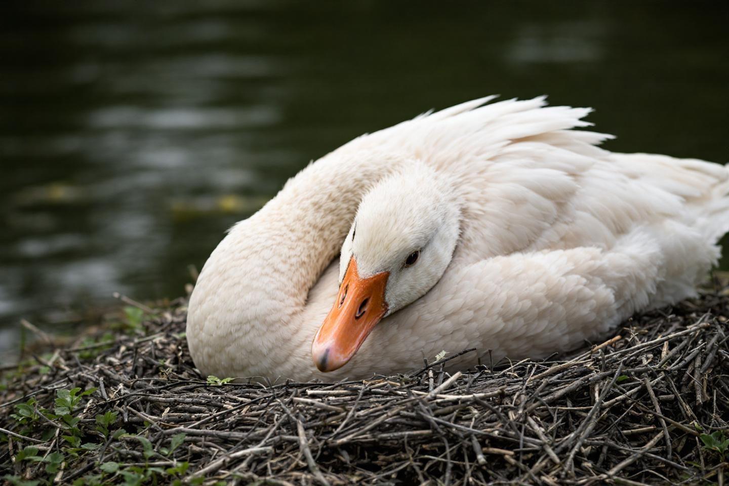 Combien de temps une oie couve ses œufs : durée de couvaison et comportement