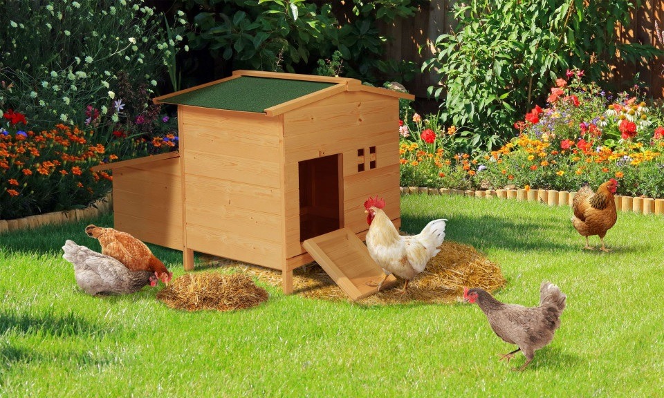 abri pour les poules