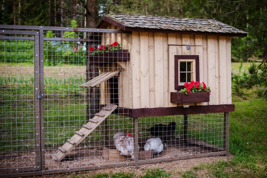 abri de jardin avec des poules