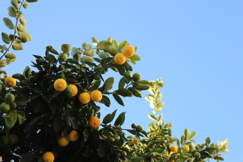 fruit orange sur un arbre sous un ciel bleu pendant la journée