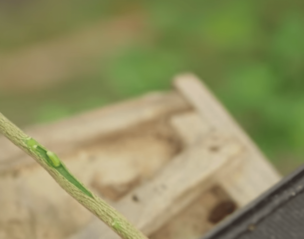 Comment greffer un citronnier ?