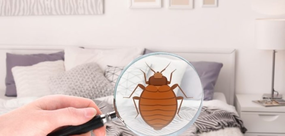 comment identifier la présence de punaises de lit