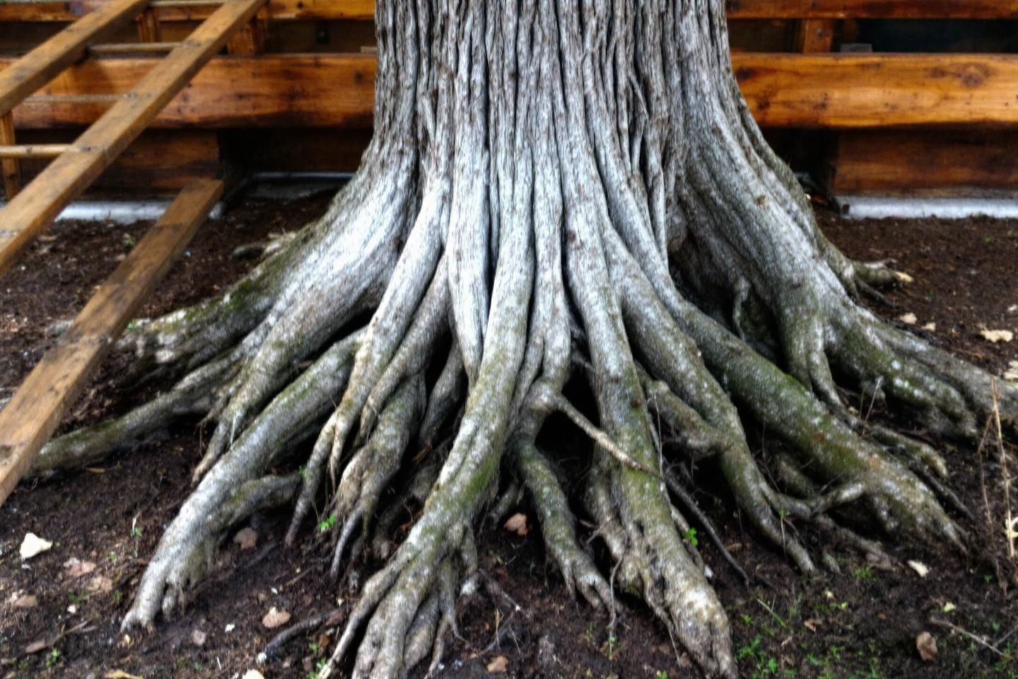 Cyprès : inconvénients majeurs à connaître avant de planter au jardin
