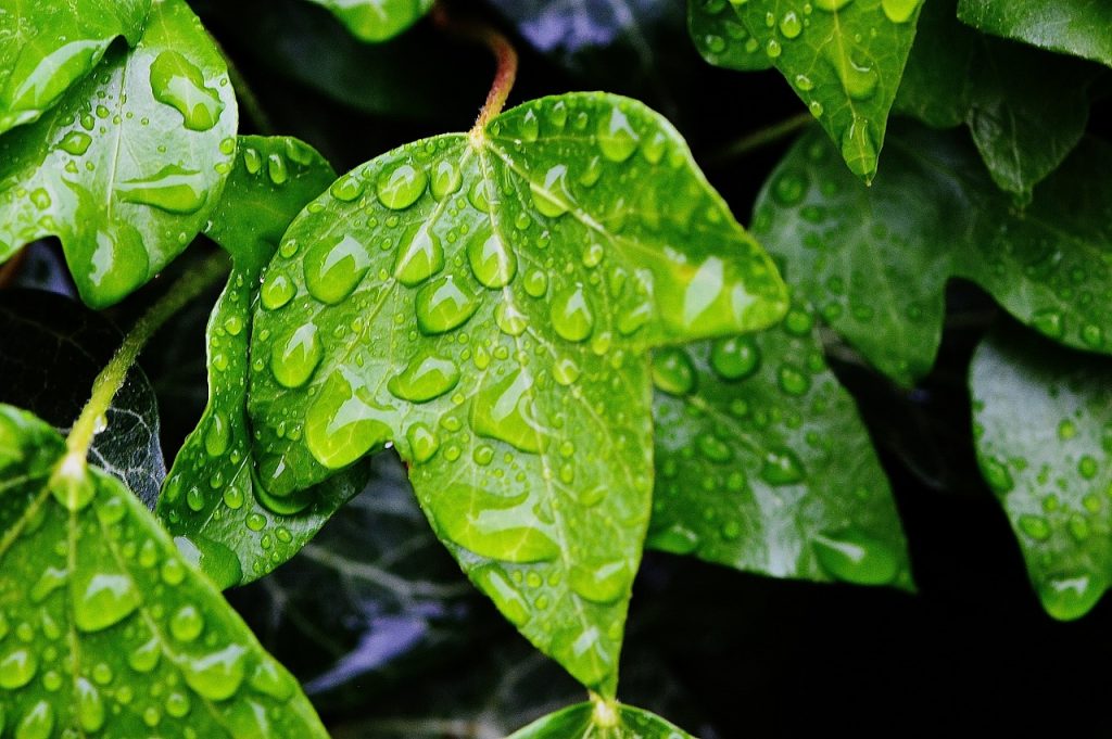 Feuille verte trempée