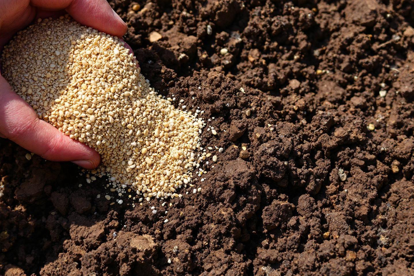 Main d&eacute;posant des petites graines jaunes sur un sol brun