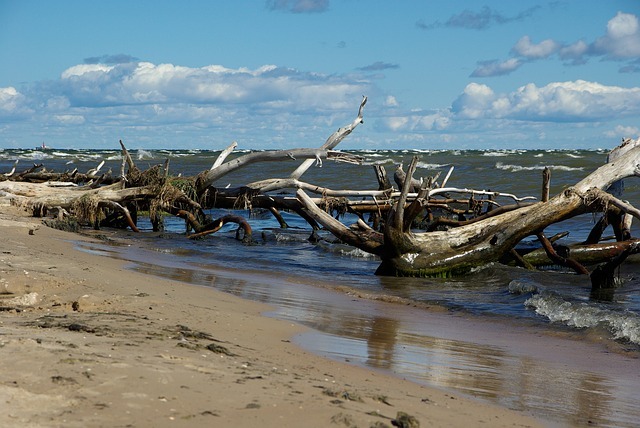 Bois flotté sur les rives