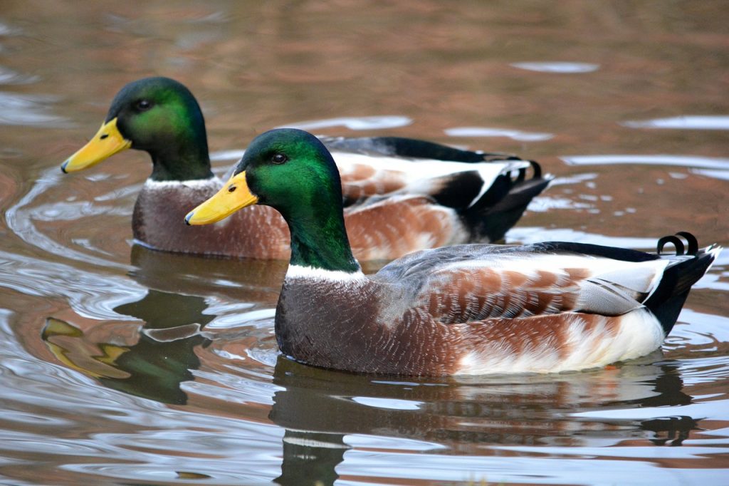 bassin pour canards