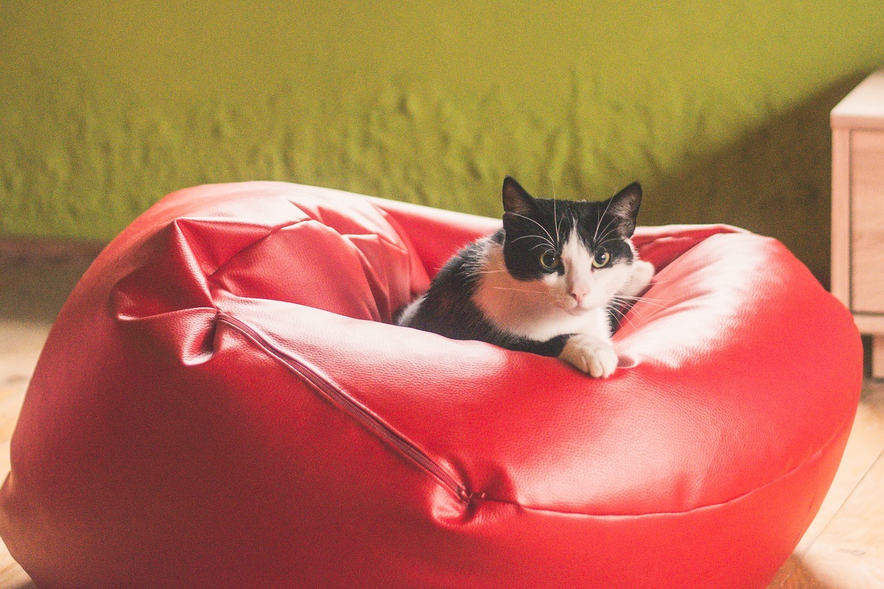 Chat sur un pouf