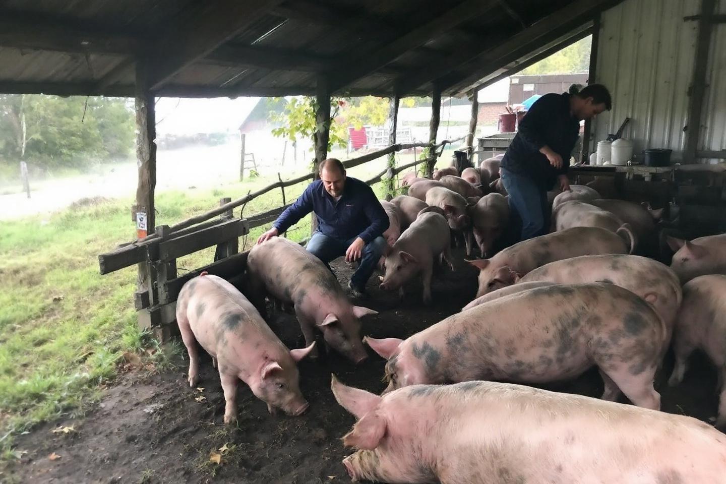 La ferme des cochons d'antan à Legé - Gaëtan Serenne