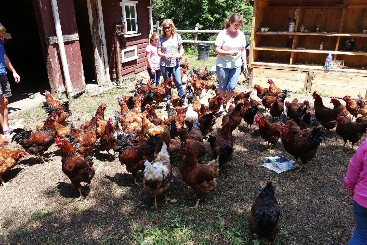 Groupe de femmes pr&egrave;s d'un poulailler avec nombreuses poules