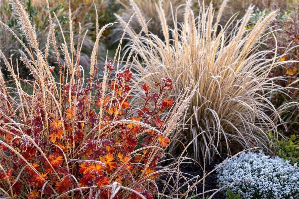 Fini les jardins tristes en hiver: ces vivaces et graminées résistent à tout et offrent couleurs et relief sans le moindre arrosage