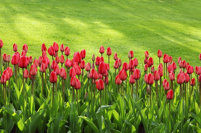 Tulipes rouges