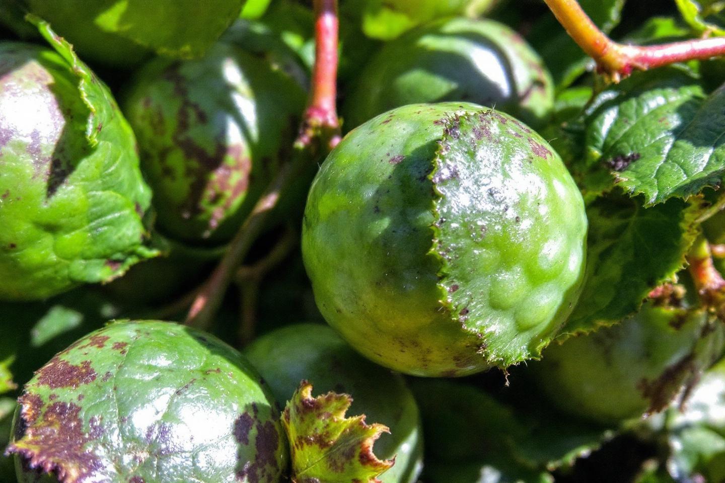 Gros plan de fruits verts avec taches sur feuilles