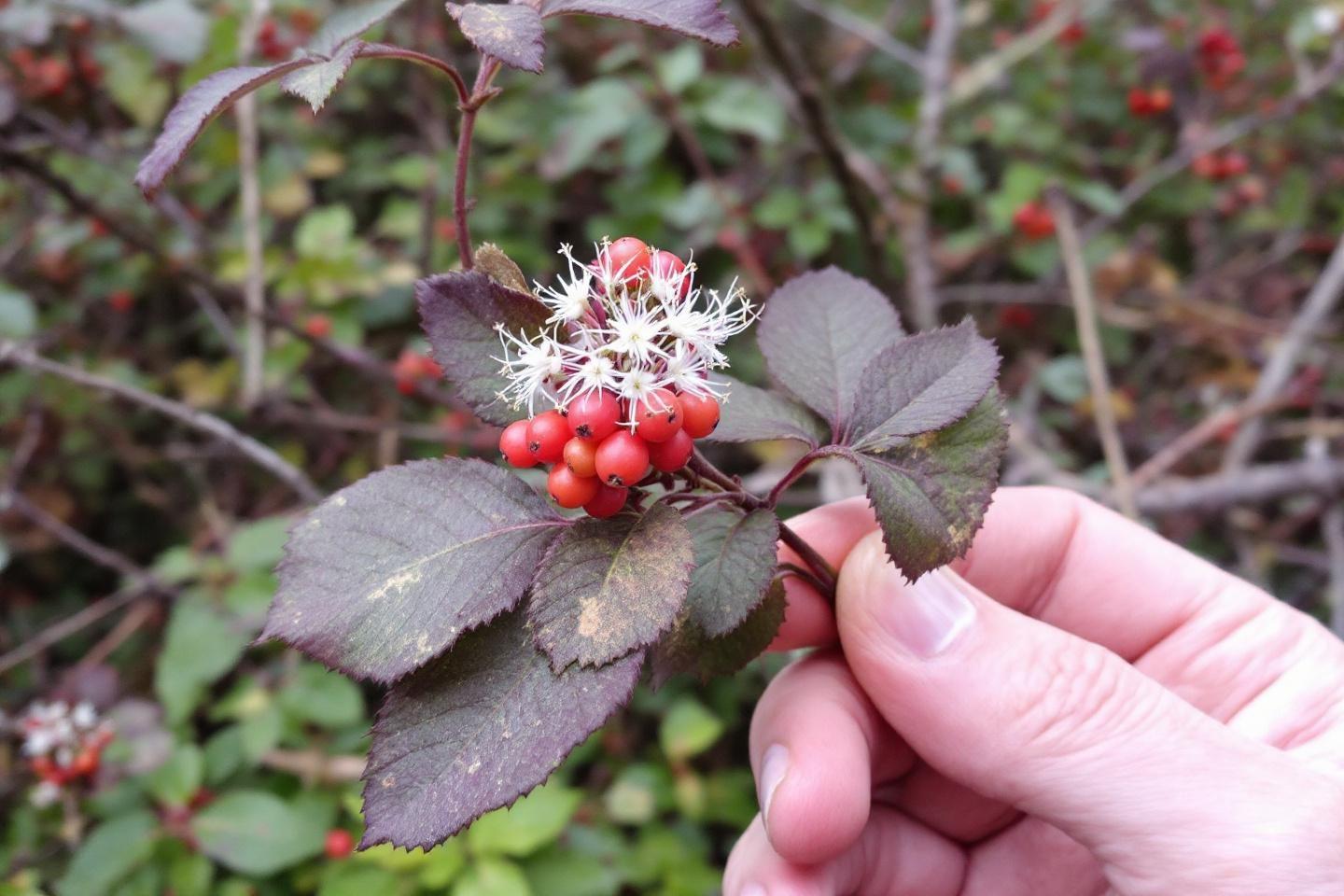 Gros plan sur une branche avec des baies rouges et fleurs blanches