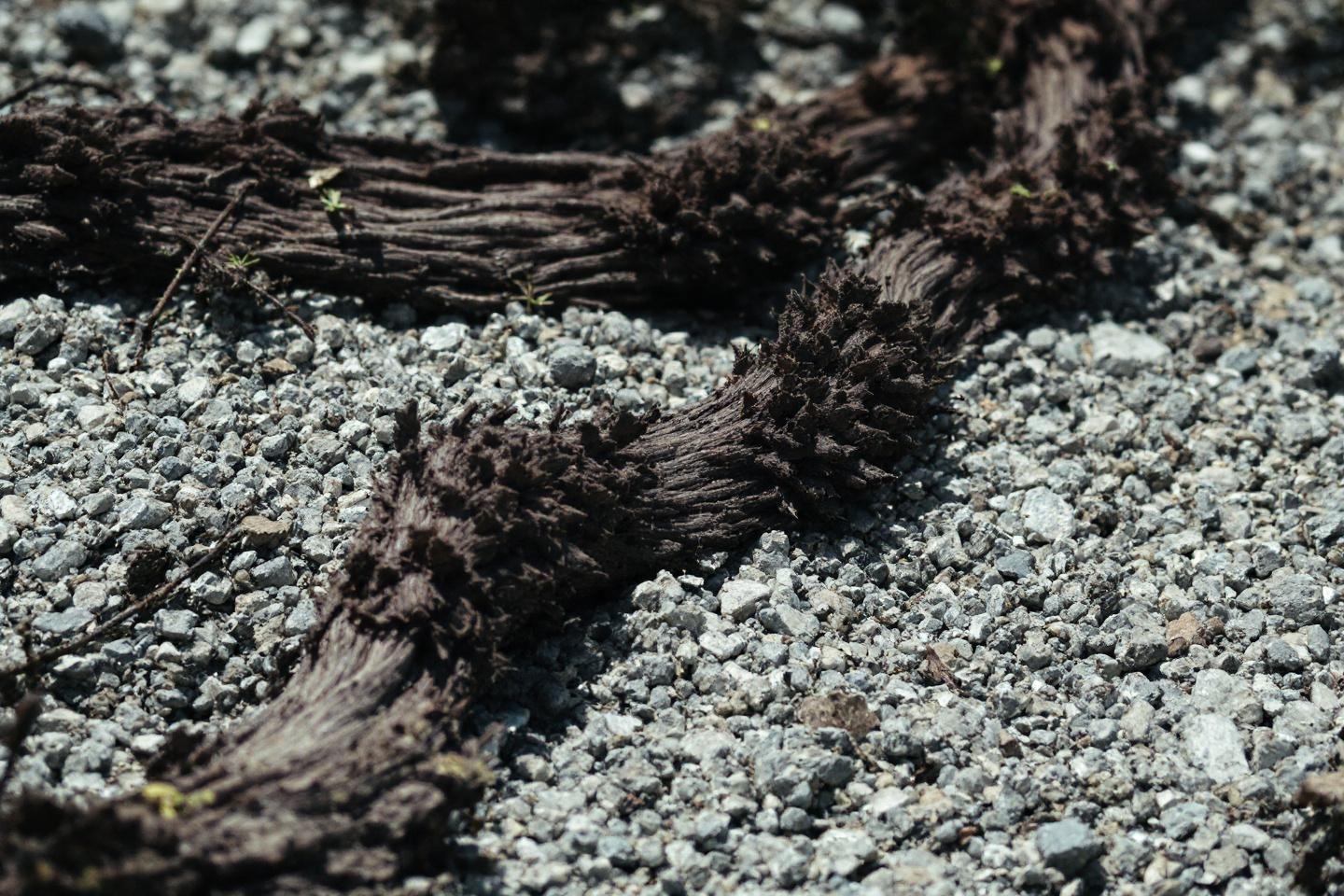 Branches noir&acirc;tres fragment&eacute;es sur un terrain caillouteux gris