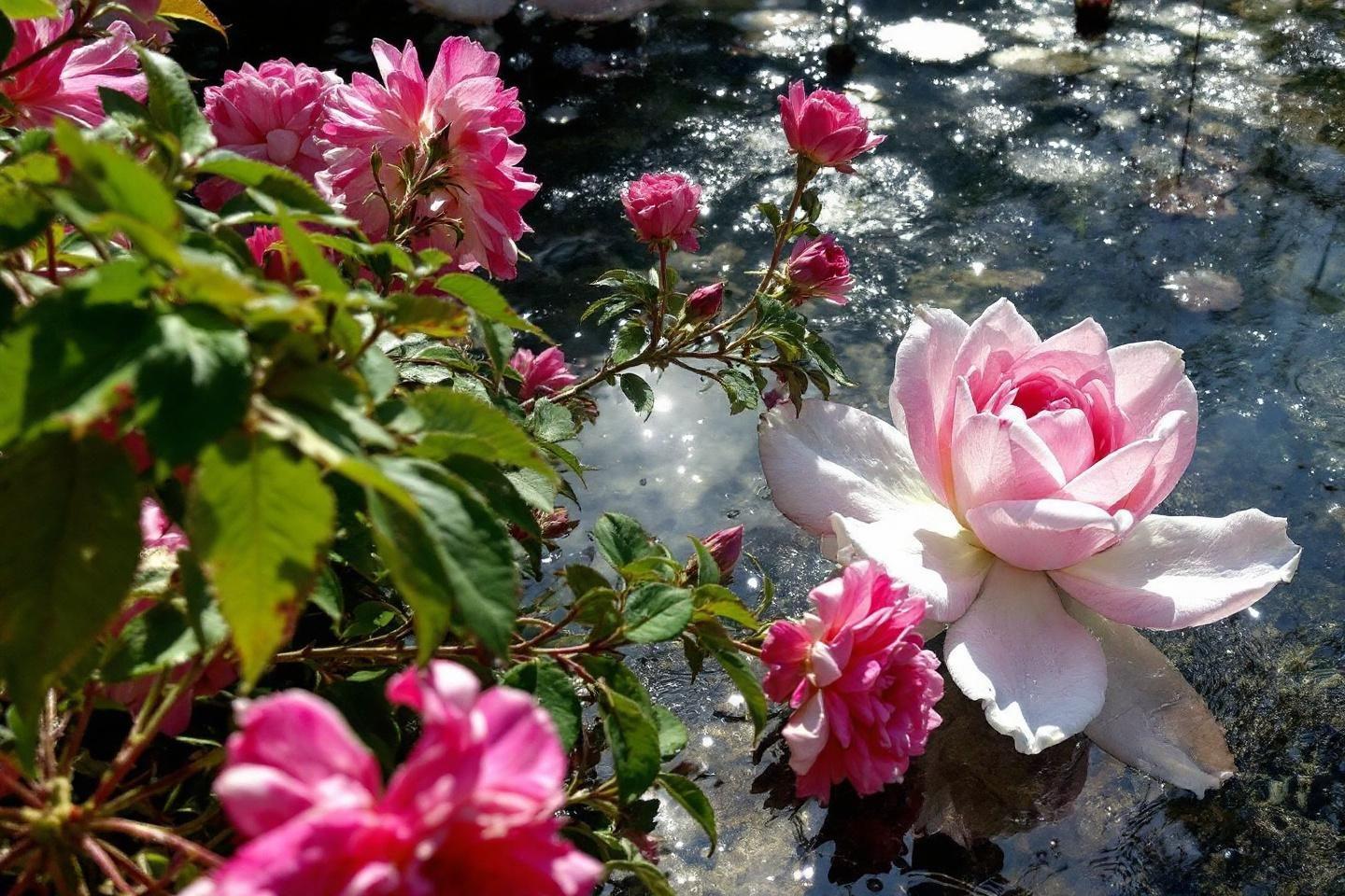 Fleurs roses d&eacute;licates pr&egrave;s d'une surface brillante et humide