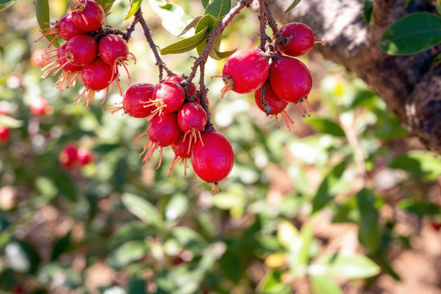 Fruits rouges brillants accroch&eacute;s aux branches d'un arbre