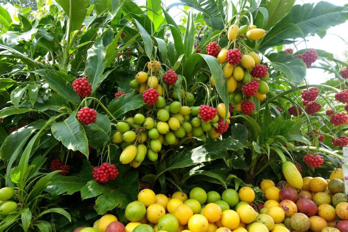 Fruits commençant par T : liste complète des variétés exotiques