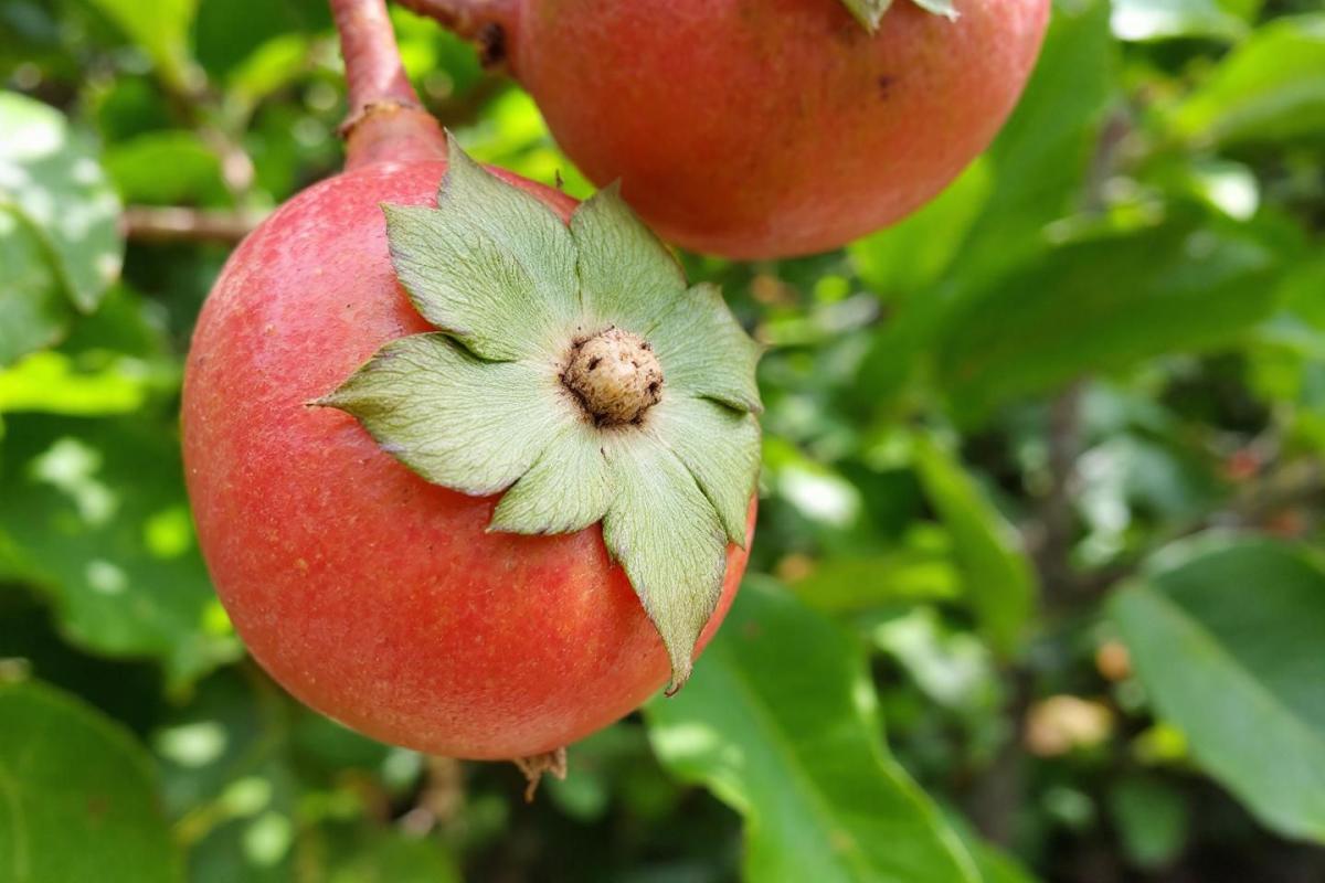 Fruits commençant par X : découvrez la ximénie, unique fruit en X