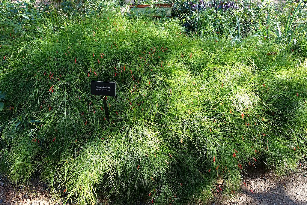 Russelia equisetiformis