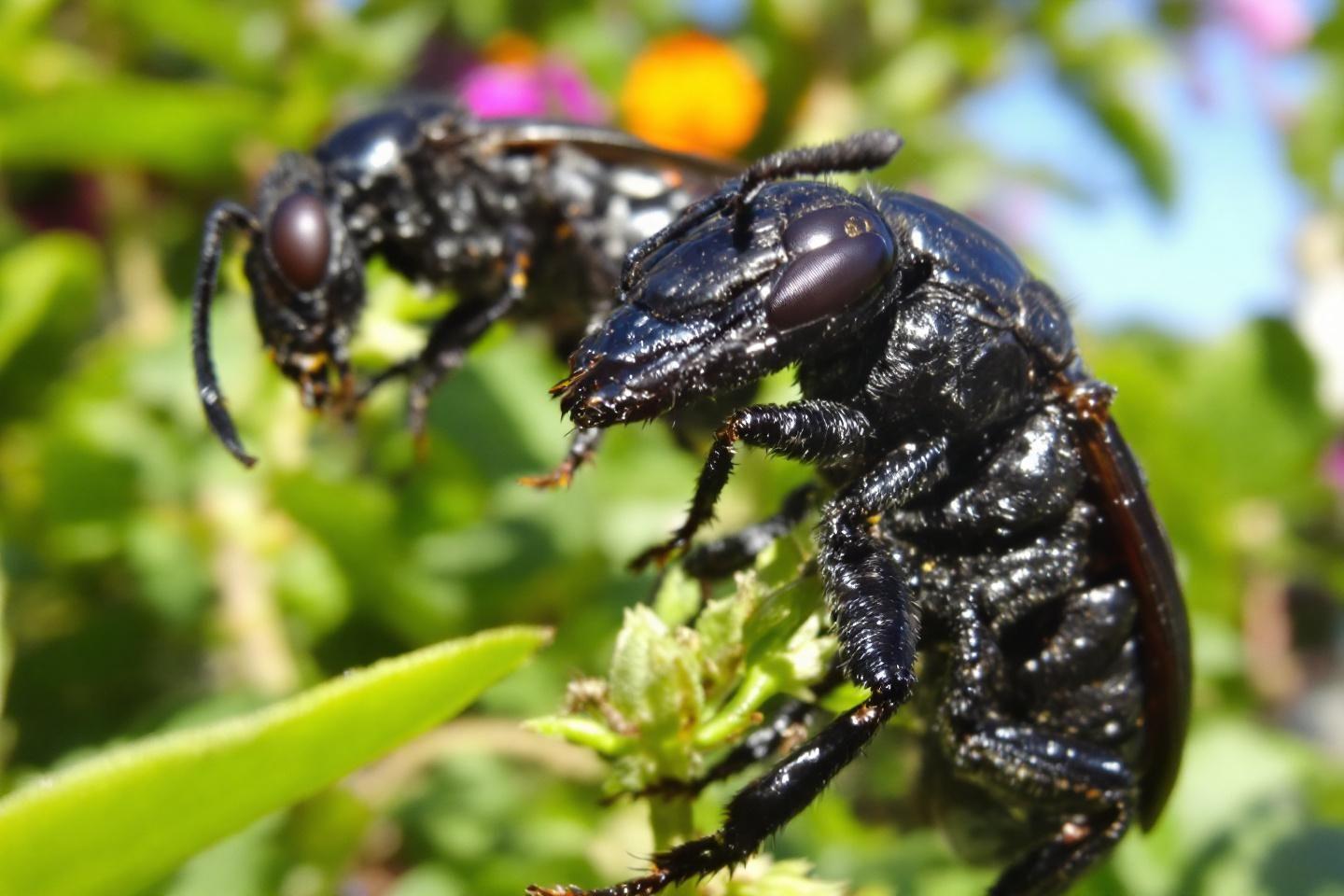 Gros insectes noirs volants : identification du xylocope et autres espèces communes