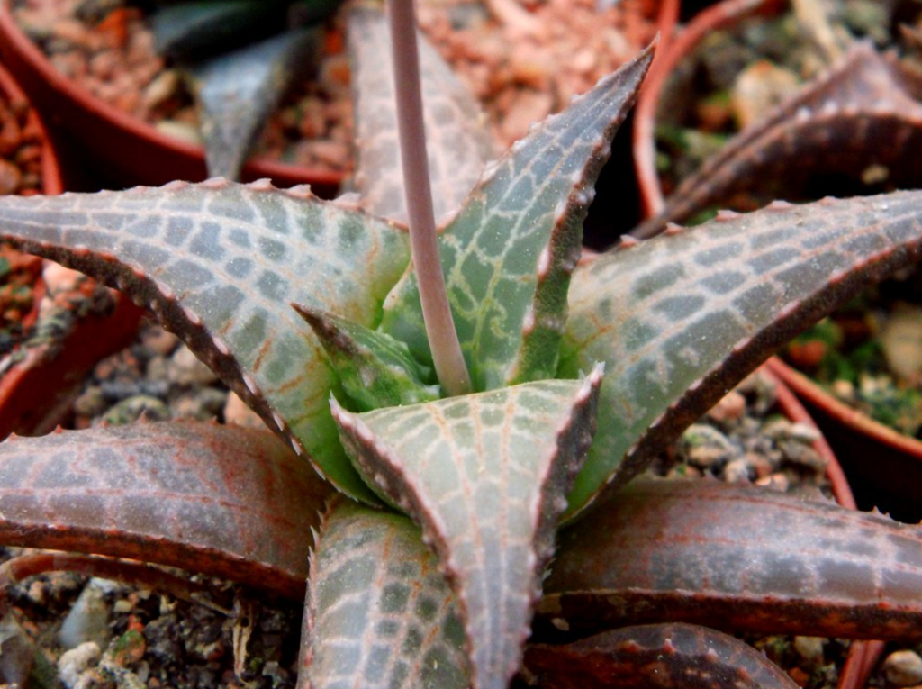 Haworthia : plantation, entretien et floraison