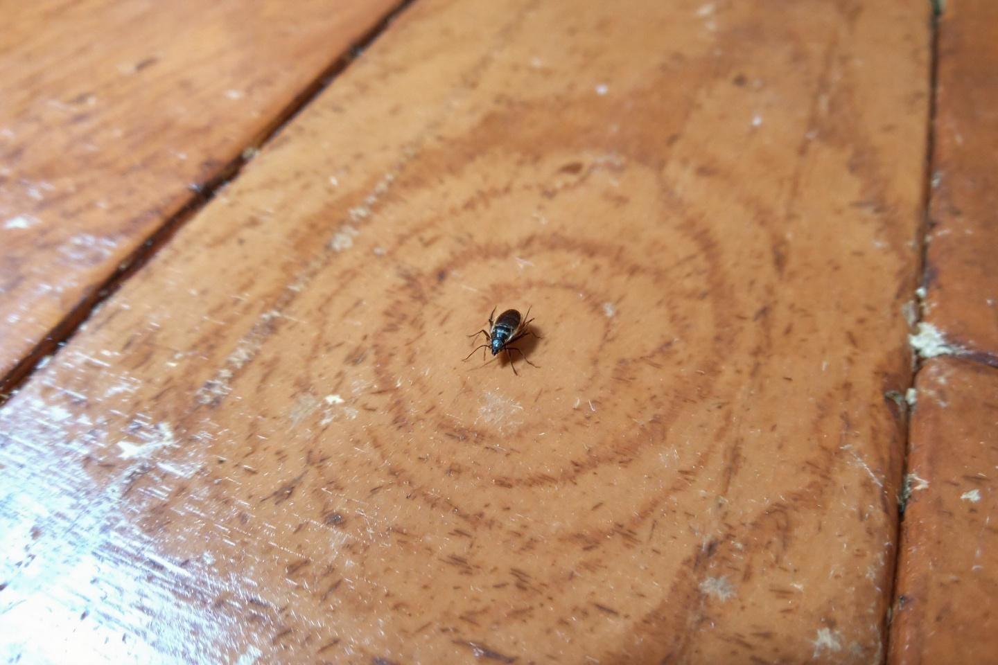 Identification d'insectes marron clair rapides dans la maison : aide et photos