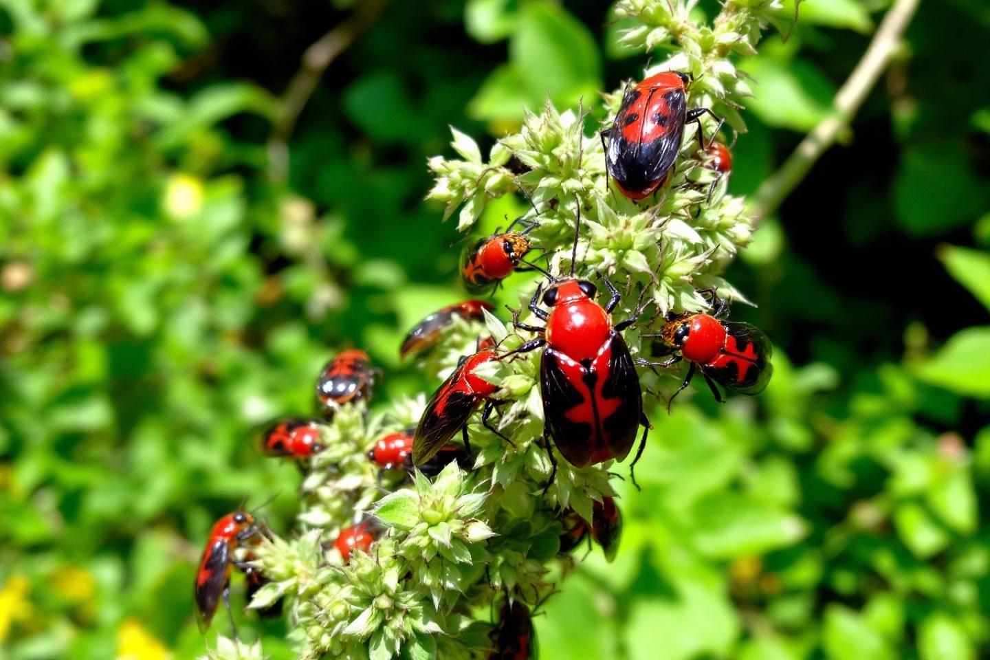 Identification et reconnaissance des gros insectes rouges volants : coléoptères et autres espèces