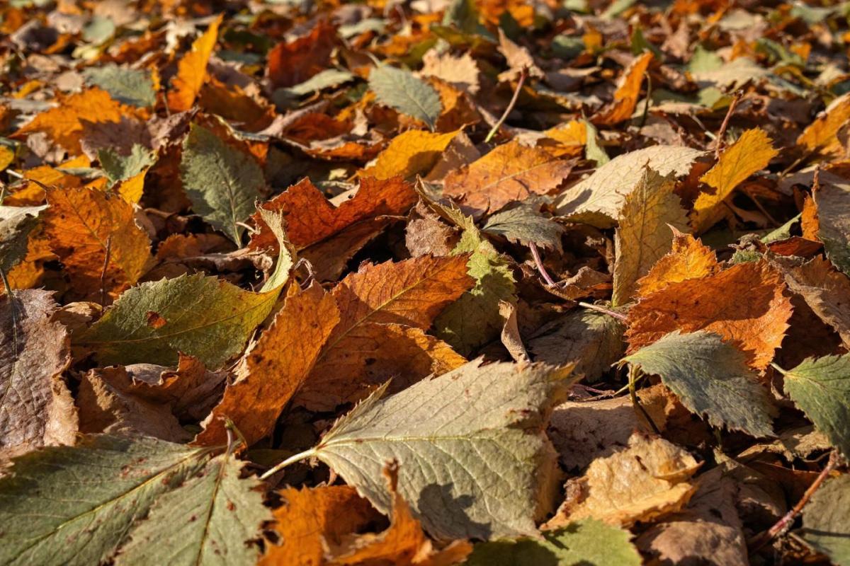 Les inconvénients du paillage avec des feuilles mortes que les jardiniers passent souvent sous silence