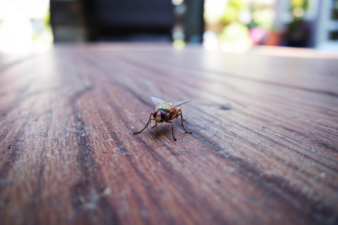 Insecte marron dans la maison : identifier et éliminer cette bête qui vole