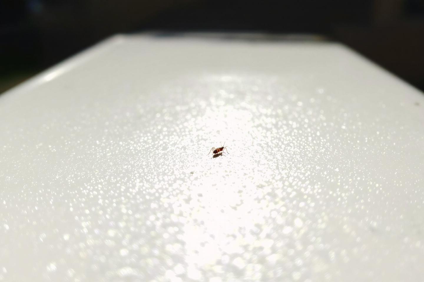 Insecte marron minuscule dans la maison : identifier et éliminer facilement