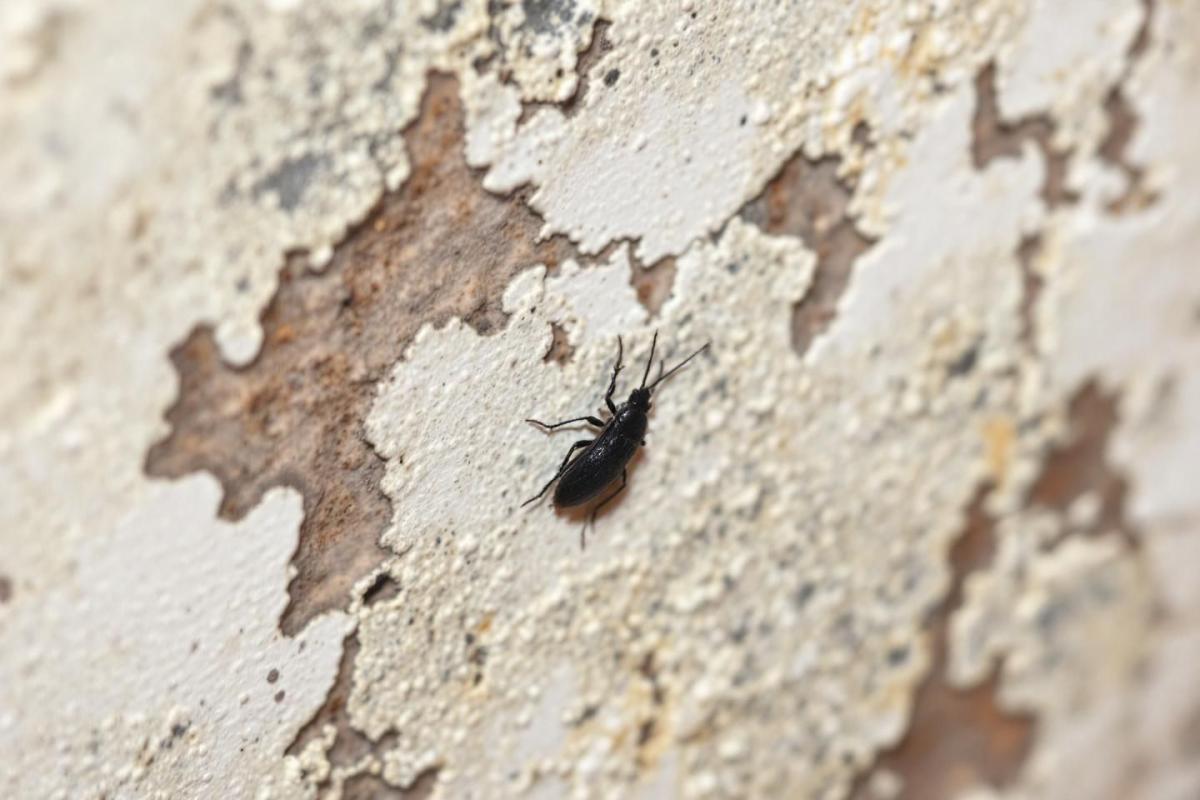Insecte noir maison humide : identifier et éliminer efficacement