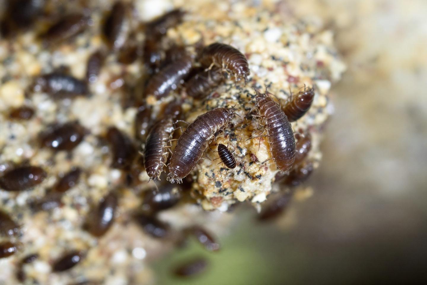 Gros plan de petits insectes bruns sur un support granuleux