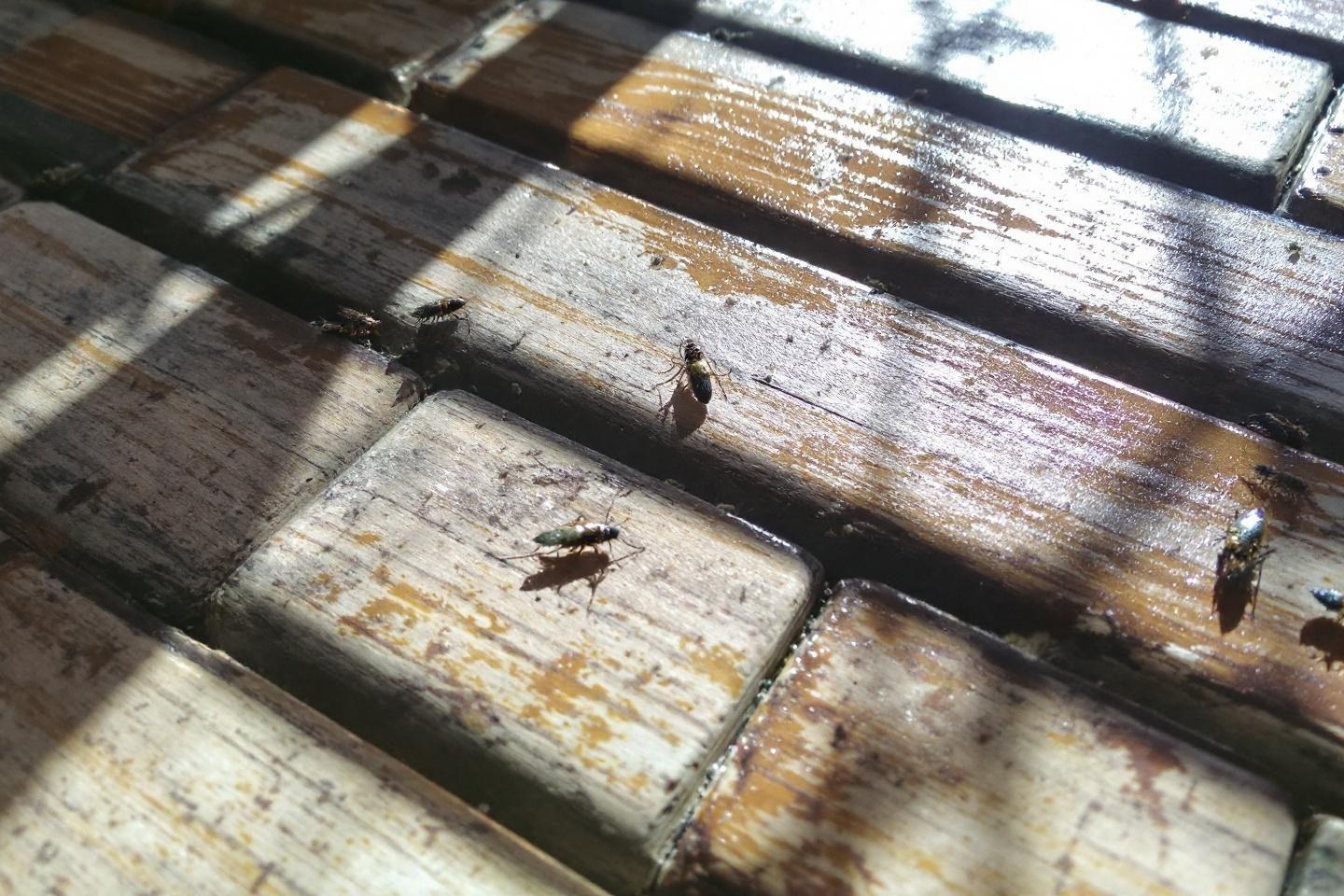 Insectes noirs et blancs dans la maison : quels sont les plus courants ?