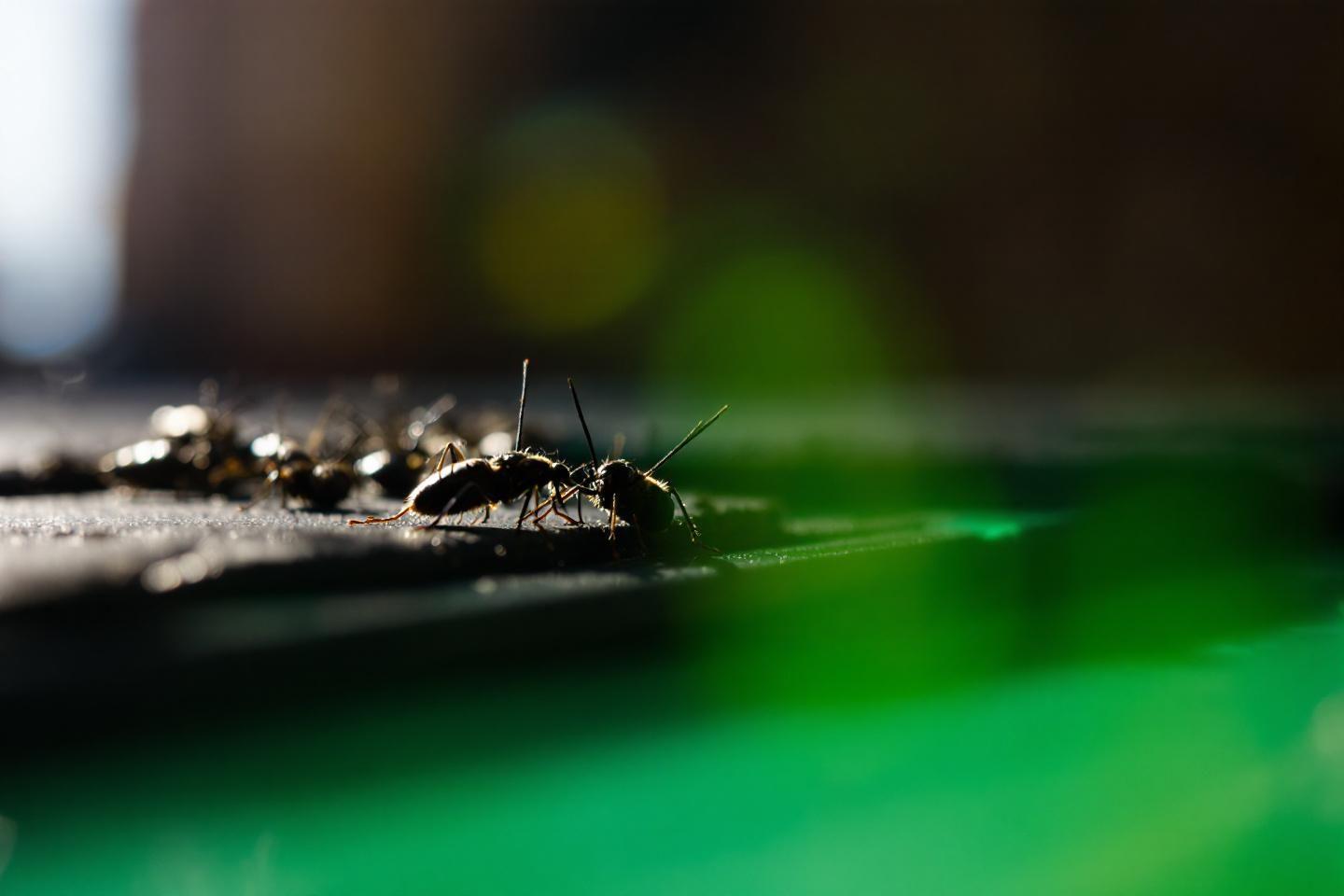 Insectes noirs dans la maison : identifier les espèces qui courent vite