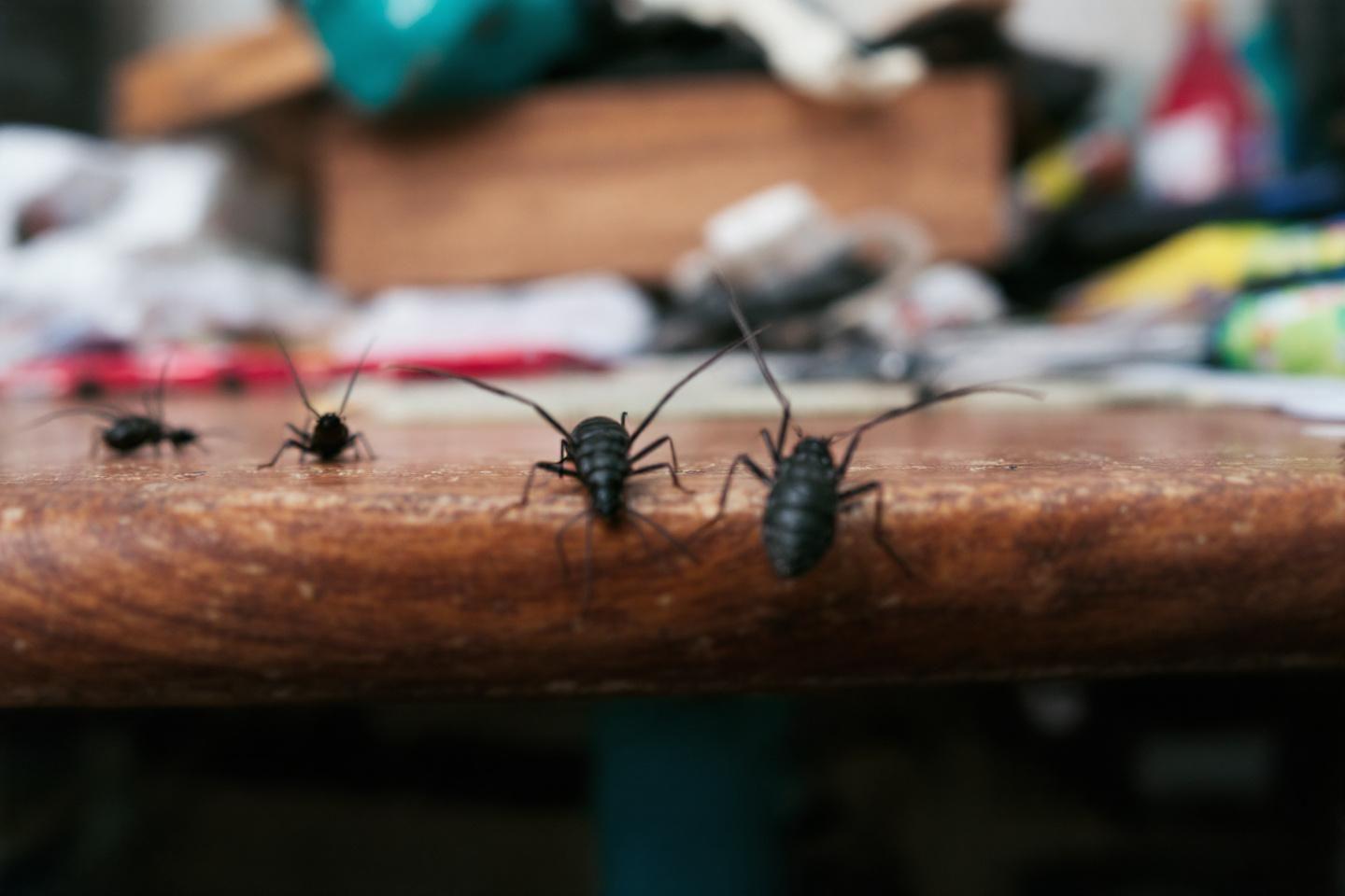 Insectes noirs plats à longues antennes : identification et traitement dans la maison