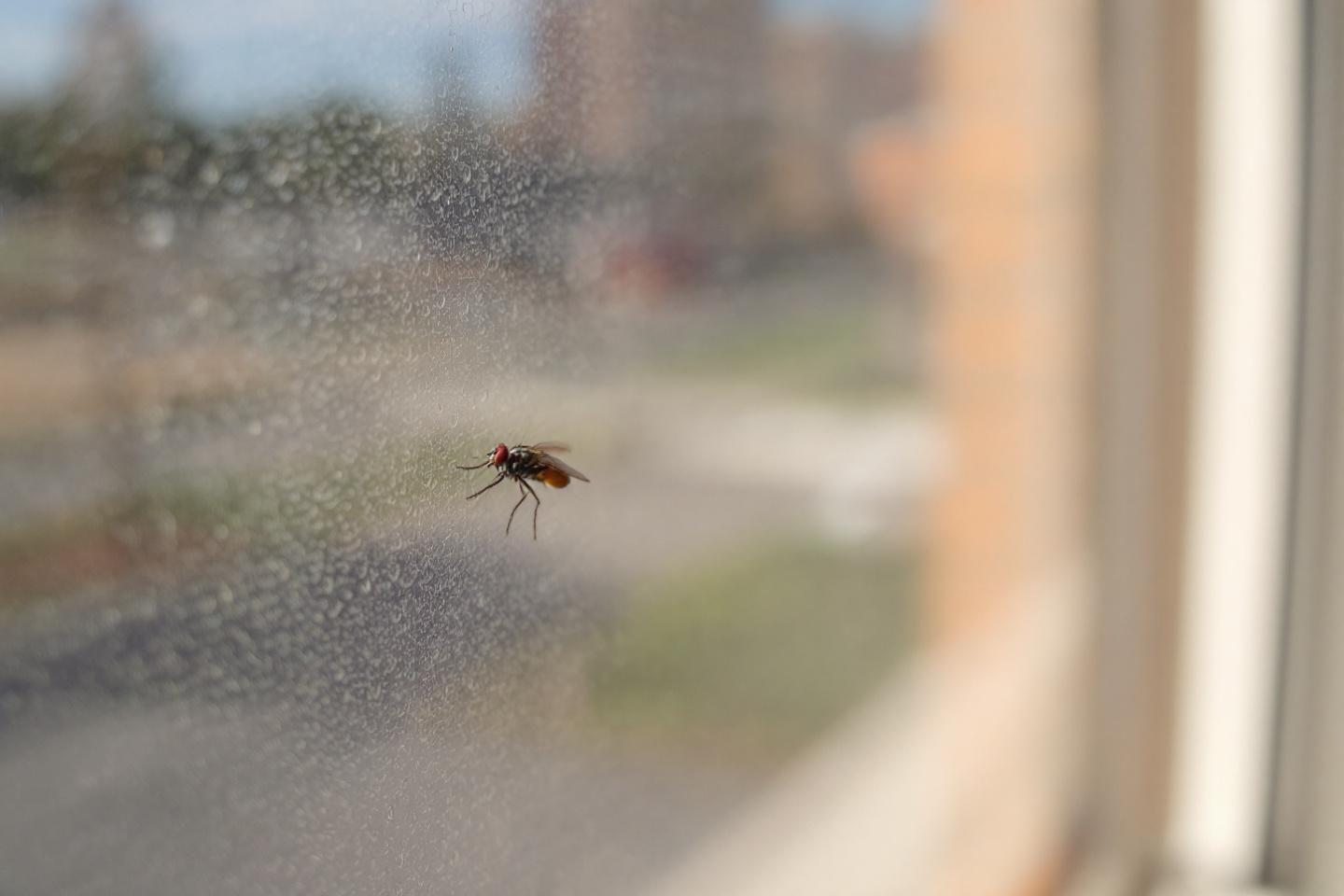 Insectes volants dans la maison : identification et élimination des petites espèces courantes