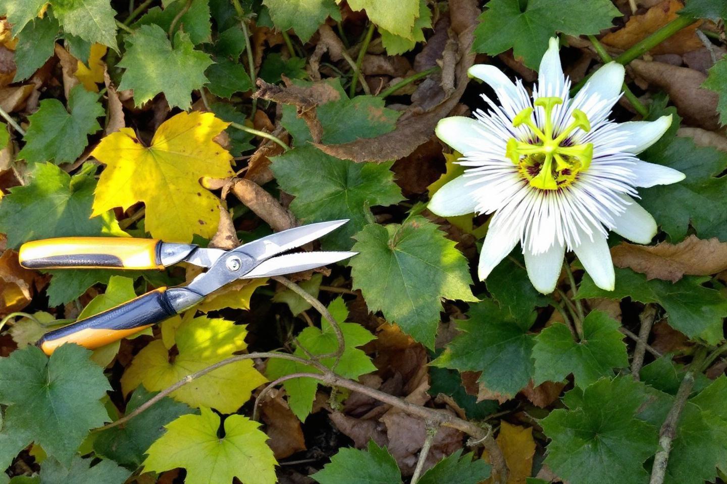 S&eacute;cateur pr&egrave;s d'une fleur blanche et jaune sur des feuilles vertes
