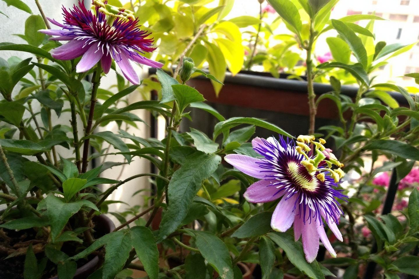 Jardin : cette plante passiflore vendue chez Lidl est efficace pour protéger votre intimité