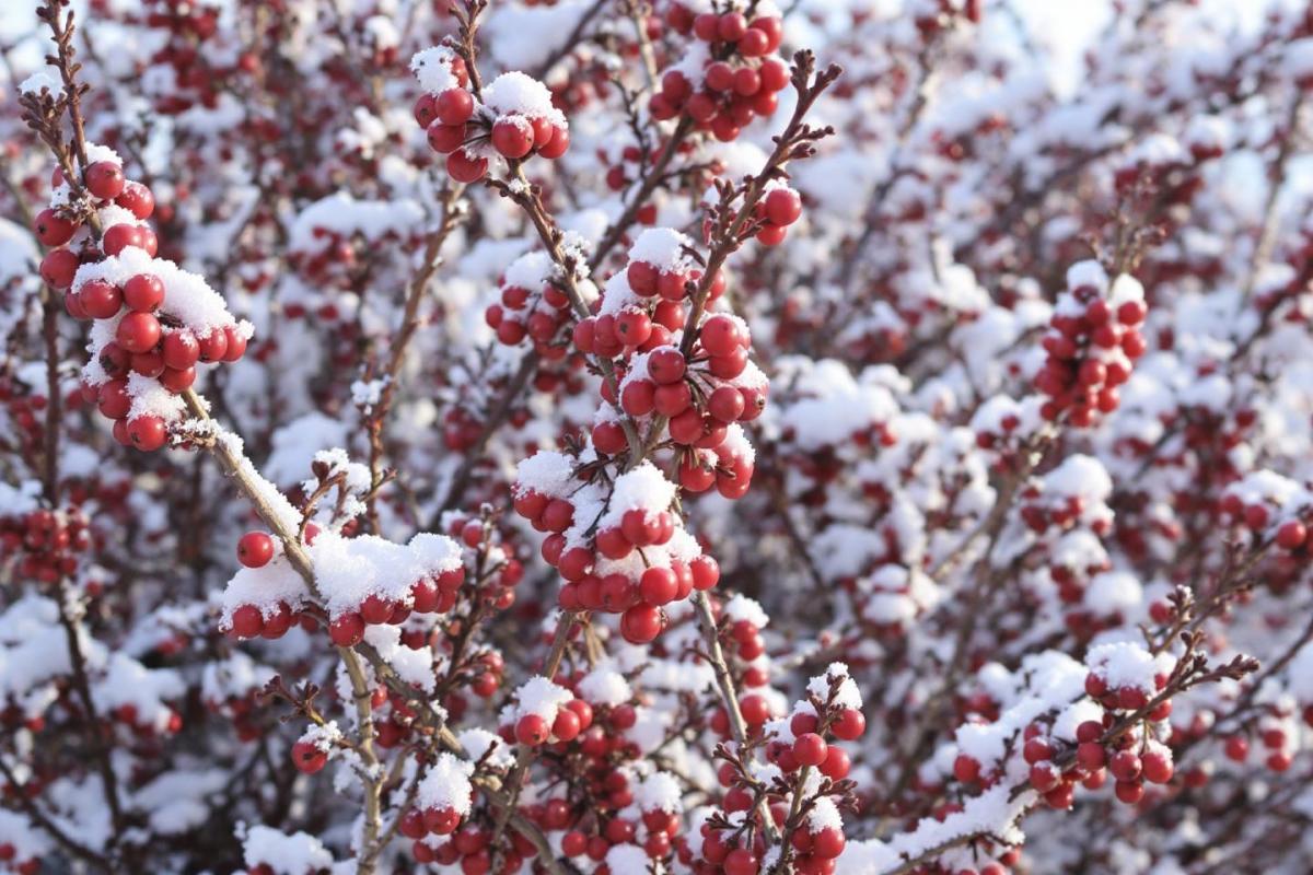 « Je plante même en hiver » : les 5 arbustes que les jardiniers expérimentés installent en décembre alors que beaucoup patientent