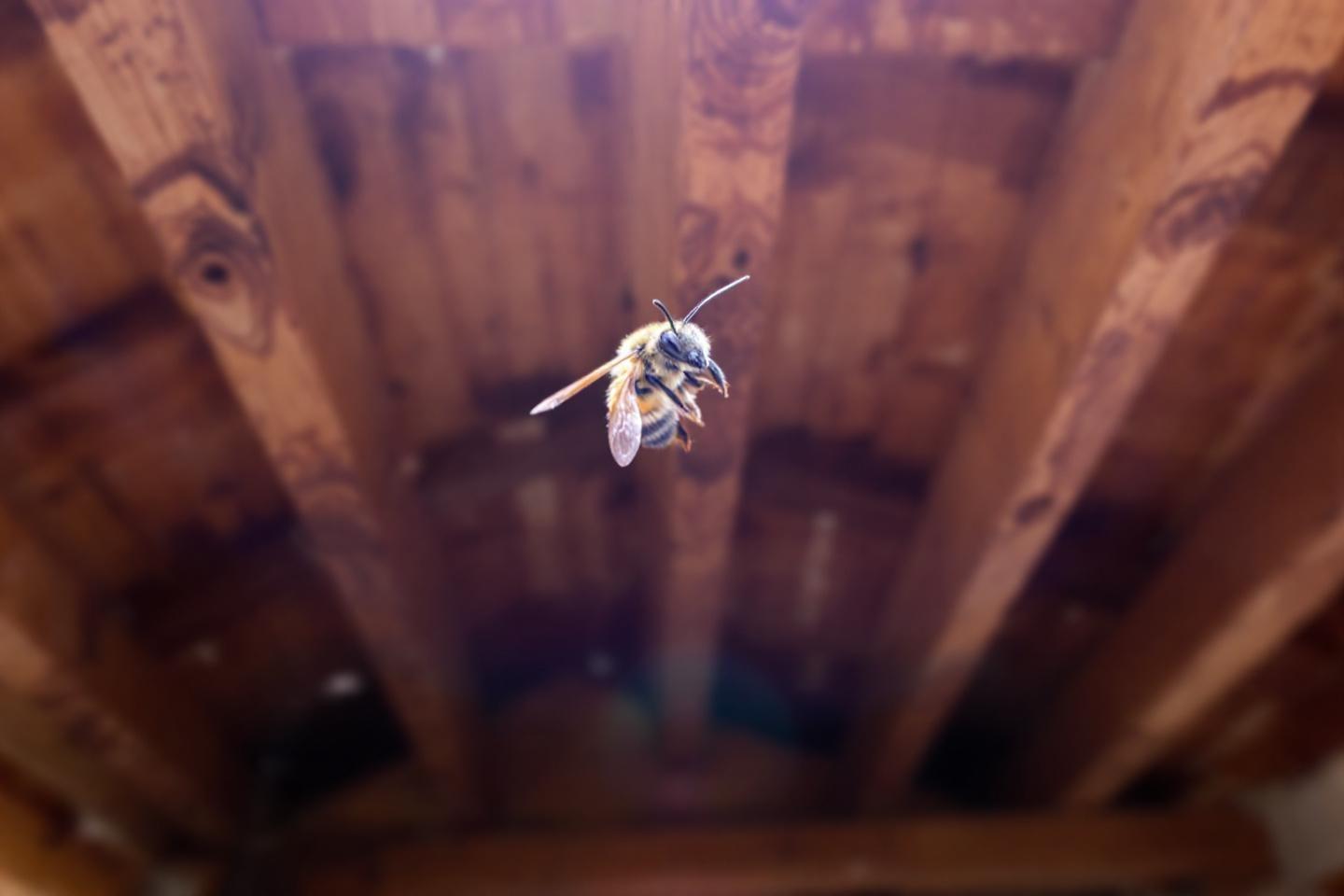 L'abeille charpentière : tout savoir sur ce gros bourdon noir appelé xylocope