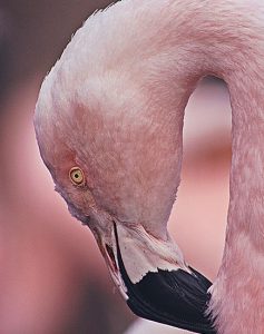 Le bicarbonate de soude : votre allié pour un ménage impeccable
