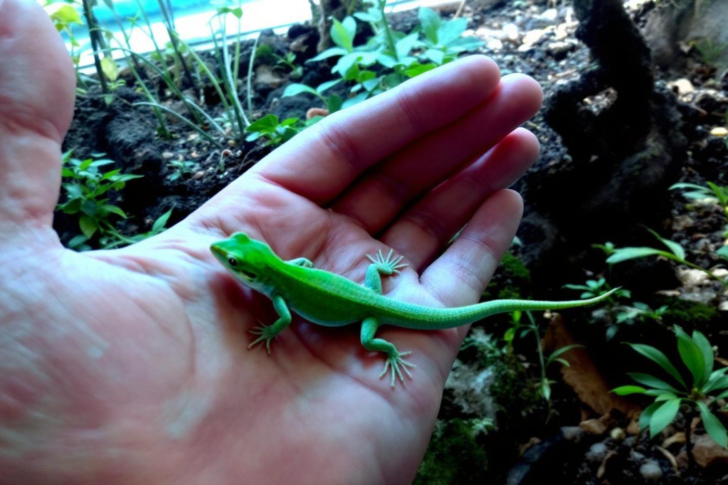 Lézards domestiques : conseils pour adopter et élever votre reptile en terrarium